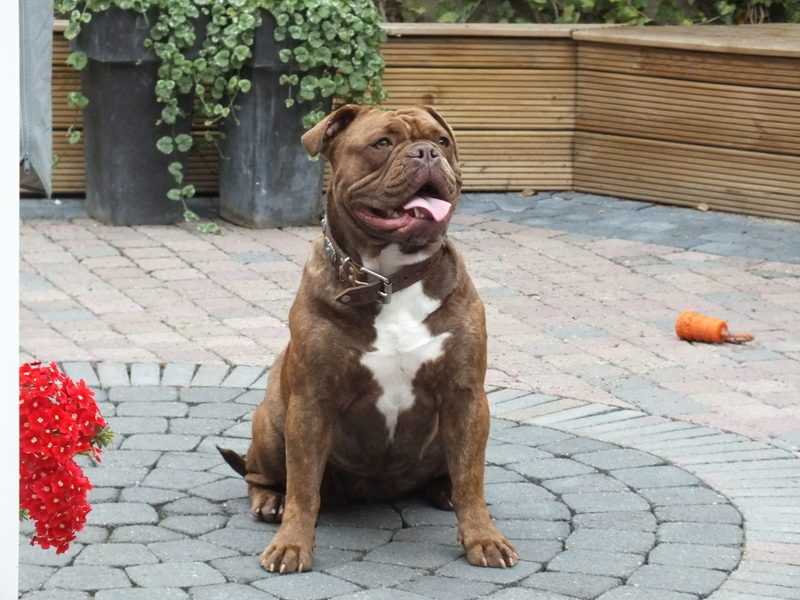 Bullforce's MR Jones | Olde English Bulldogge 