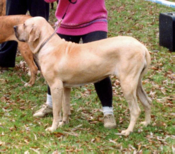 Hana do Palas | Fila Brasileiro 