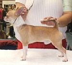 Marquez' wizard'S ways osidhe | Chihuahua 