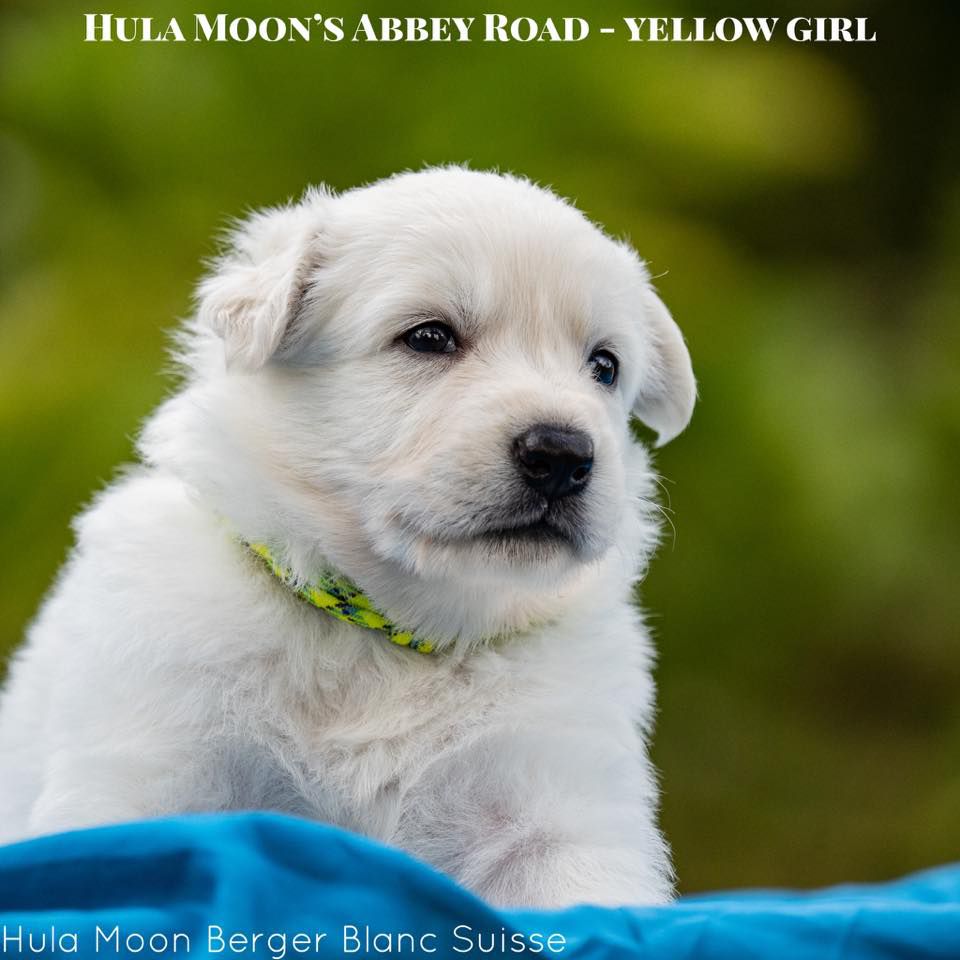 Hula Moon's Abbey Road | White Swiss Shepherd Dog 