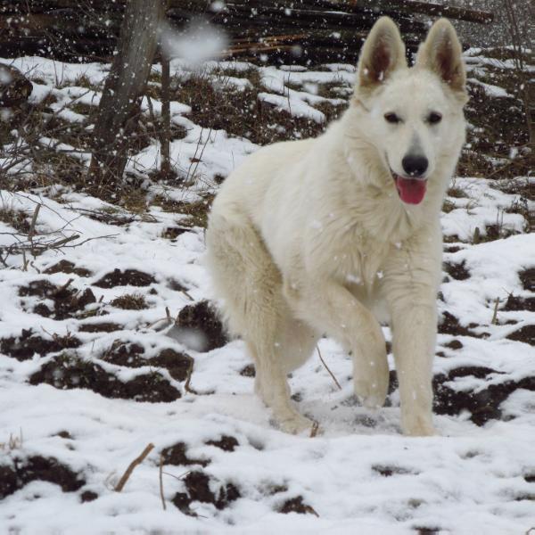 Leea de Blandete | White Swiss Shepherd Dog 