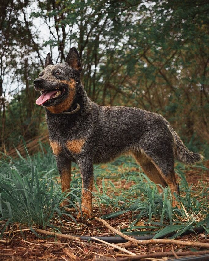 Charlotte z. m. g. c.  Heeler Selivon | Australian Cattle Dog 