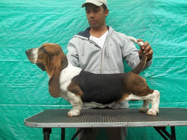 katulos hounds bubbu | Basset Hound 