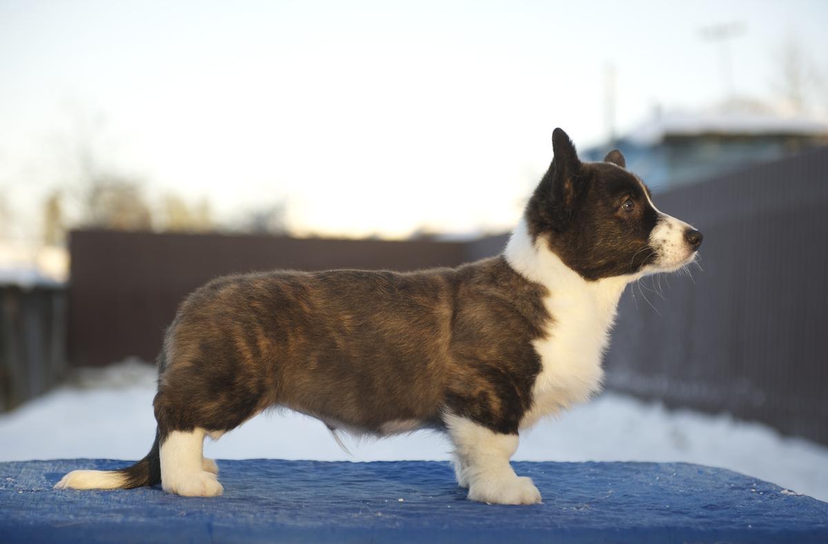 TIM PRIDE PYTHAGORAS | Cardigan Welsh Corgi 