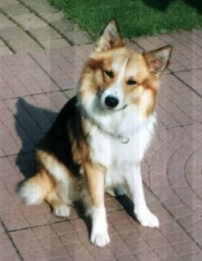 Bangsi vom Solarhus | Icelandic Sheepdog 