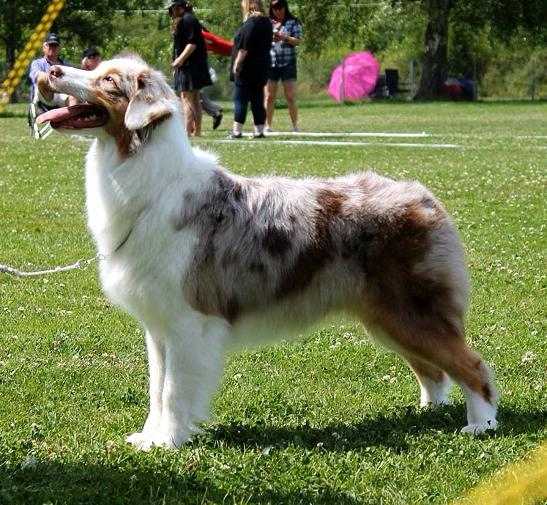 Dragonora Lil Hot Tigerlily | Australian Shepherd 