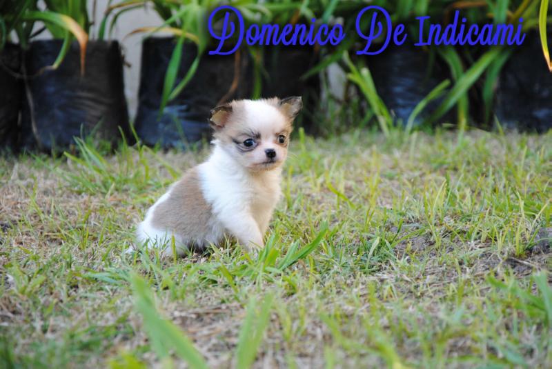 Domenico De Indicami | Chihuahua 