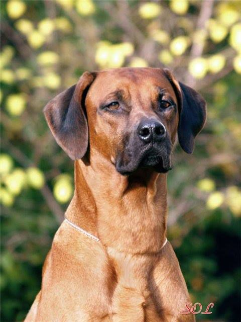 Vizara Nyambiri | Rhodesian Ridgeback 