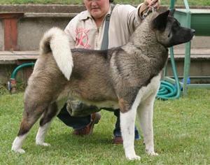 Woorlock Miss Misty | Akita 