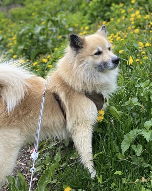 Ístjarnar Smári | Icelandic Sheepdog 