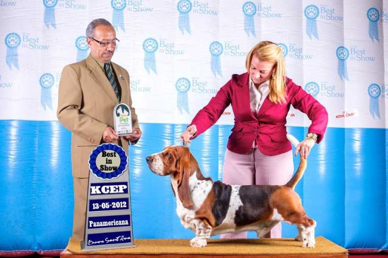 Brave Basset Top Priority | Basset Hound 