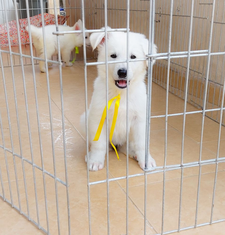 Hanna Kiara aus Fontschweizer | White Swiss Shepherd Dog 