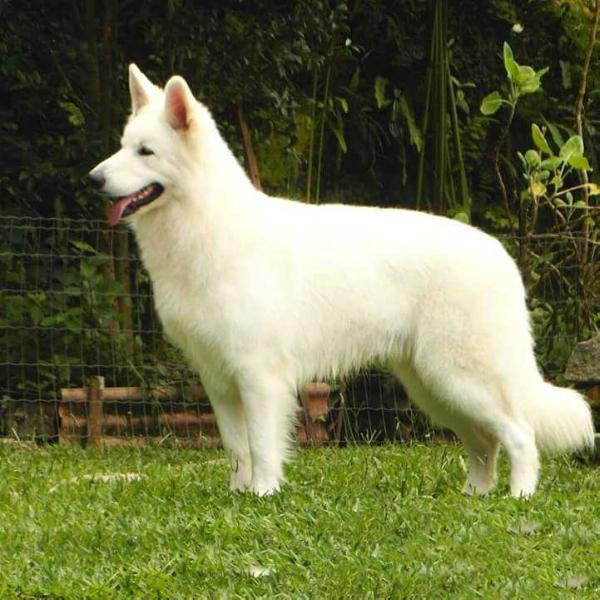 Royce Memphis Kann Schimmelpfeng | White Swiss Shepherd Dog 