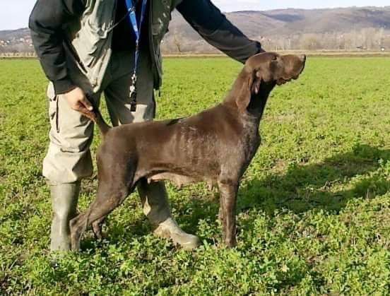 Karma Del Cakic | German Shorthaired Pointer 