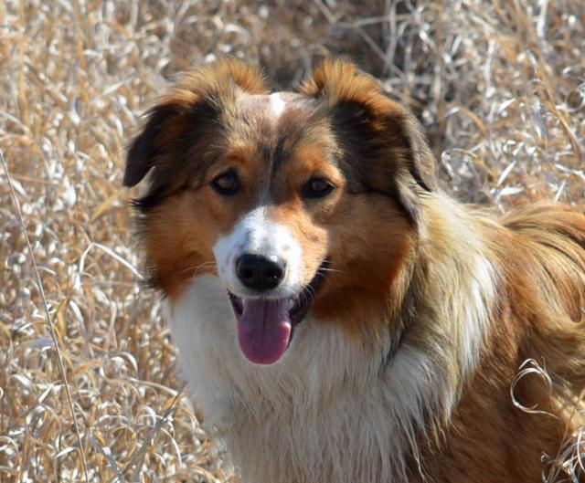 Cedar Creek Emmalou | English Shepherd 