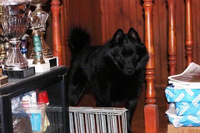 Grai Vest Codi | Schipperke 