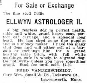 Ellwyn Atrologer II | Rough Collie 