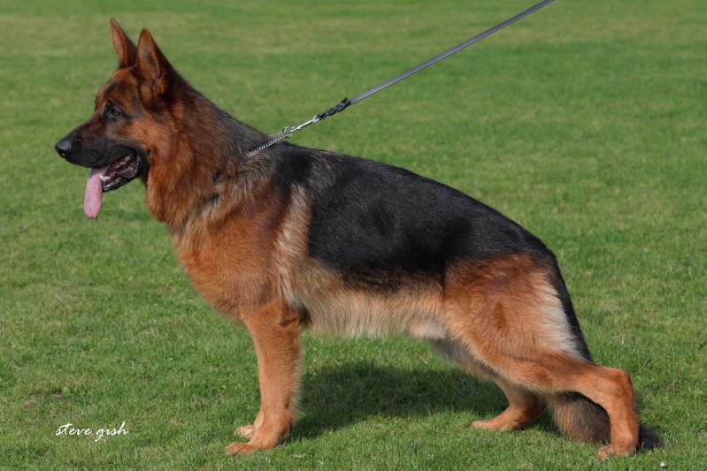 Jivin vom Roten Feld | German Shepherd Dog 