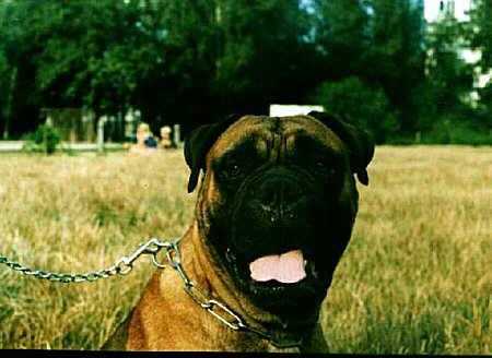 Korona Dragon | Bullmastiff 