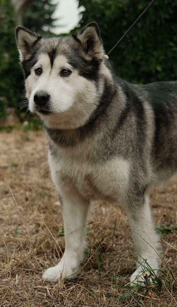 Codyflocken Anouk | Alaskan Malamute 