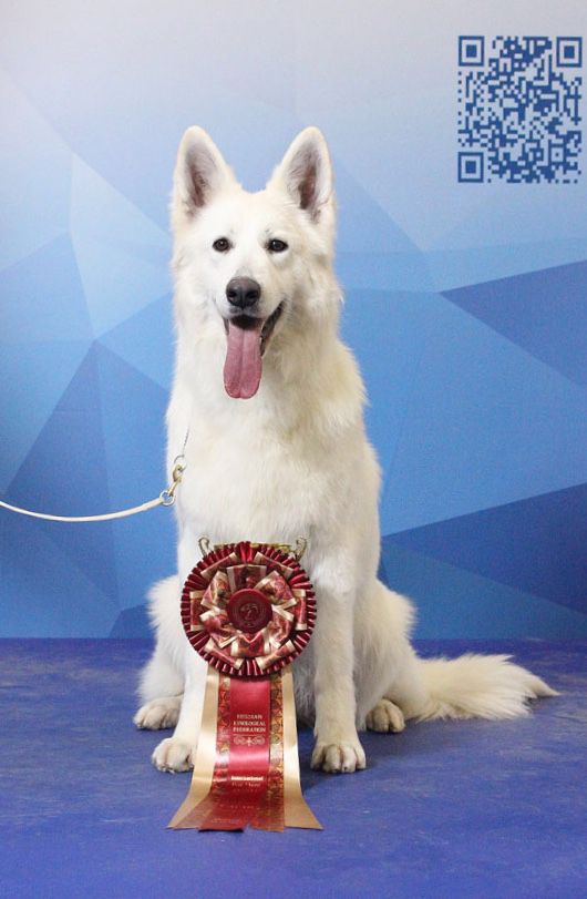 BIG HAUZ KNIGINY KORNELIYA HAPPY DOG | White Swiss Shepherd Dog 