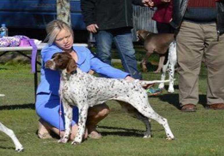 ROWENGLEN LADY STELLA | Pointer 