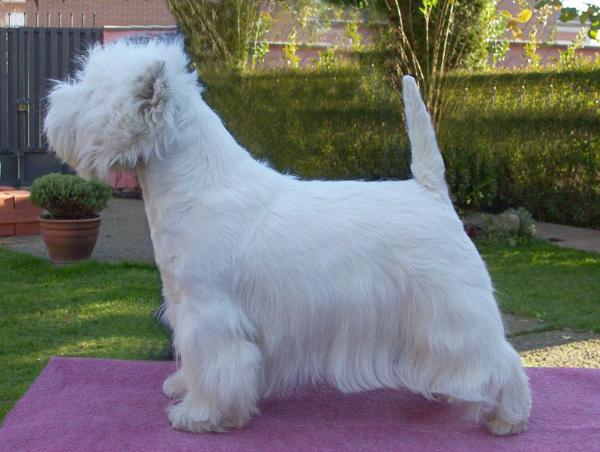 White Diamant O La La Specialist-A | West Highland White Terrier 