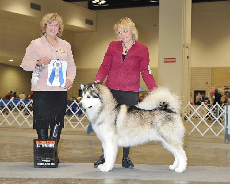 TyOhni's Keikewabic Yuki | Alaskan Malamute 