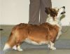 Newcard's Linda my Linda | Cardigan Welsh Corgi 