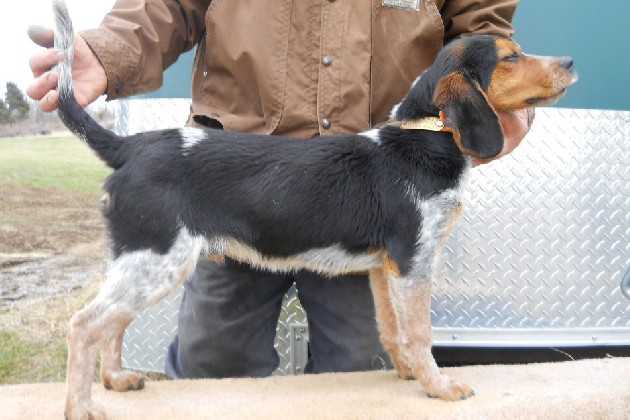 Scroghams Blue Uno | Beagle 