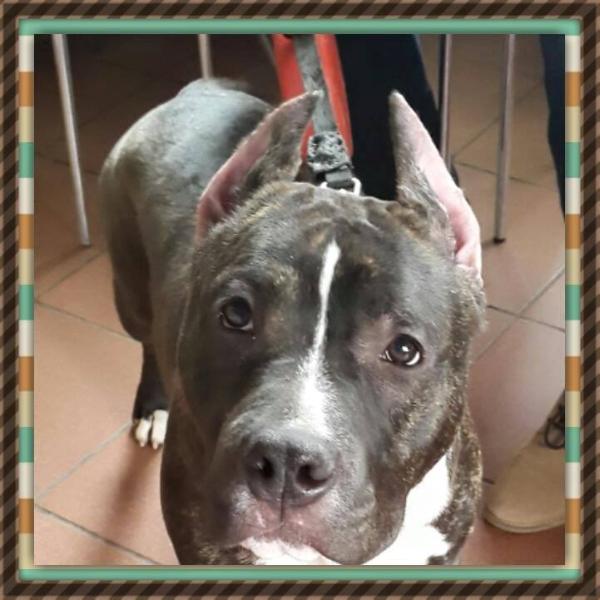 Shakespeare from Royal Court Yard | American Staffordshire Terrier 