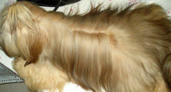 Randy Rose of Kingdon Rock's | Lhasa Apso 