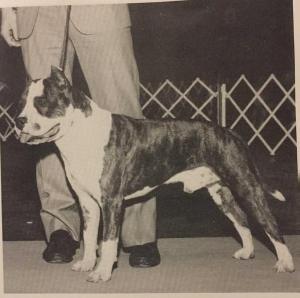 Sindelar's Diamond Debonair | American Staffordshire Terrier 