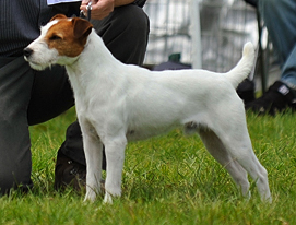 Jappatin Made To Measure | Parson Russell Terrier 