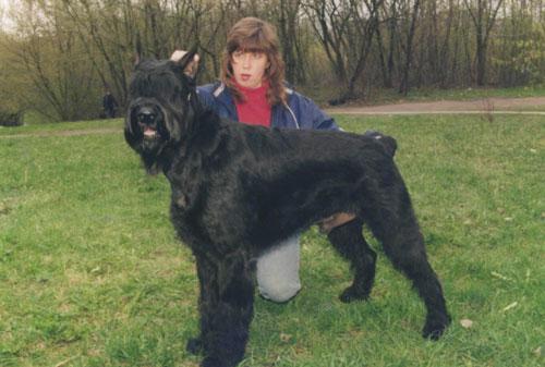 Newellin Erikars | Giant Schnauzer 