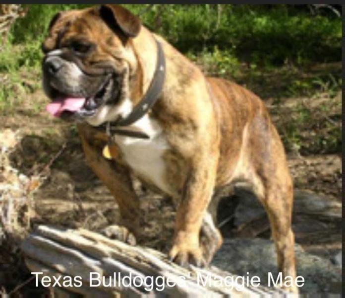 Texas Bulldogges' Maggie Mae | Olde English Bulldogge 