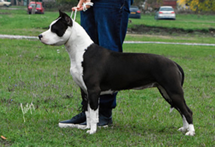 Viktorija Flight Staff | American Staffordshire Terrier 