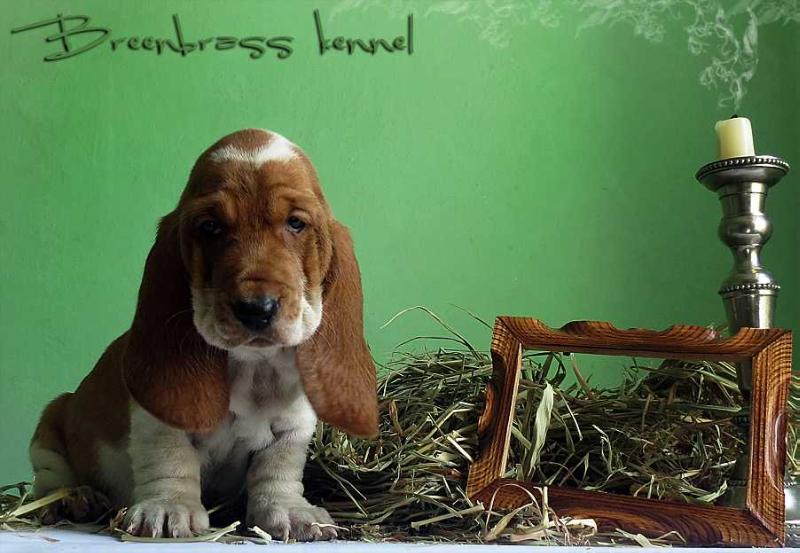 Highlight Scarlet Breenbrass | Basset Hound 