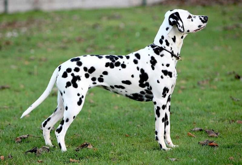 Lacrymosah aus dem Haus Punctum | Dalmatian 
