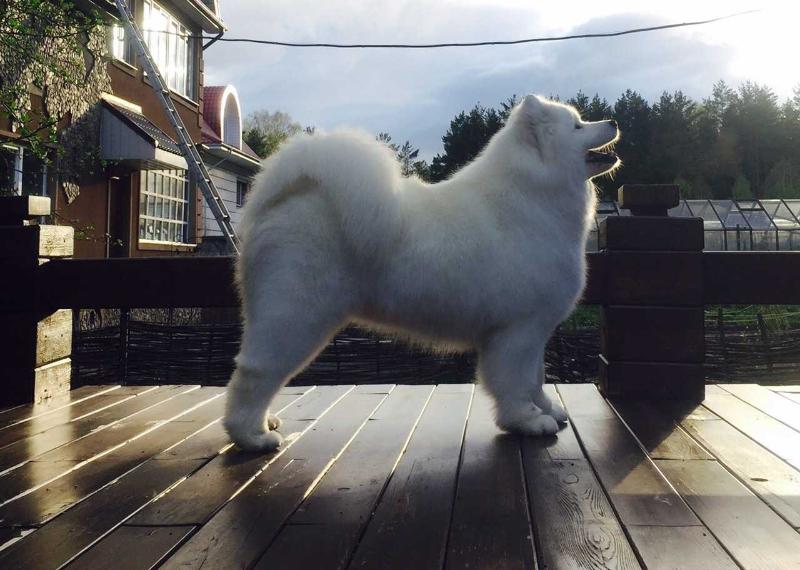 KRASA ZIMY | Samoyed 