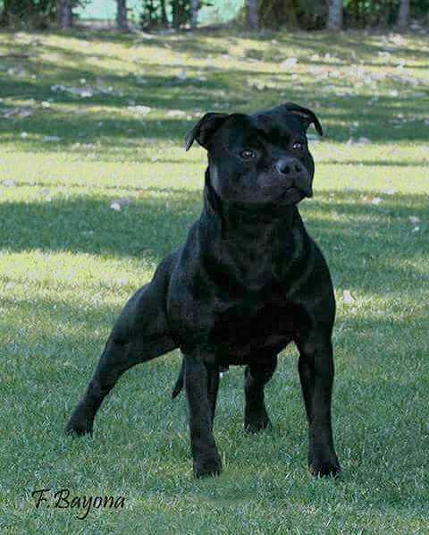 D'Spain Fuego Negro Alpacino | Staffordshire Bull Terrier 