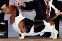 Fort Merrill Topsfield Yahoo | Basset Hound 