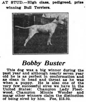 Bobby Buster (054872) | Bull Terrier 