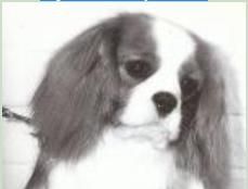 Rytonion Spencer | Cavalier King Charles Spaniel 