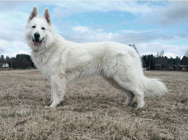 Veshukan Yasu | White Swiss Shepherd Dog 