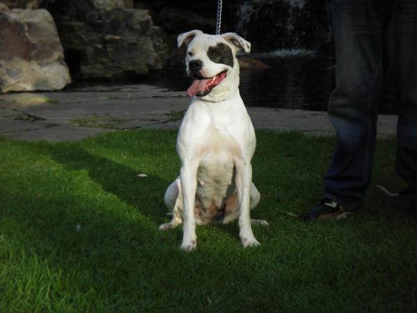 FBK's Wilma | American Bulldog 