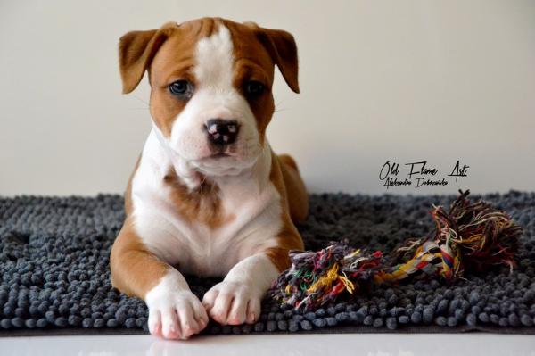 ADDICTED TO YOU Old Flame AST | American Staffordshire Terrier 