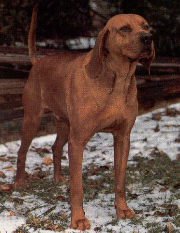 Comstocks Red Lightning | Redbone Coonhound 