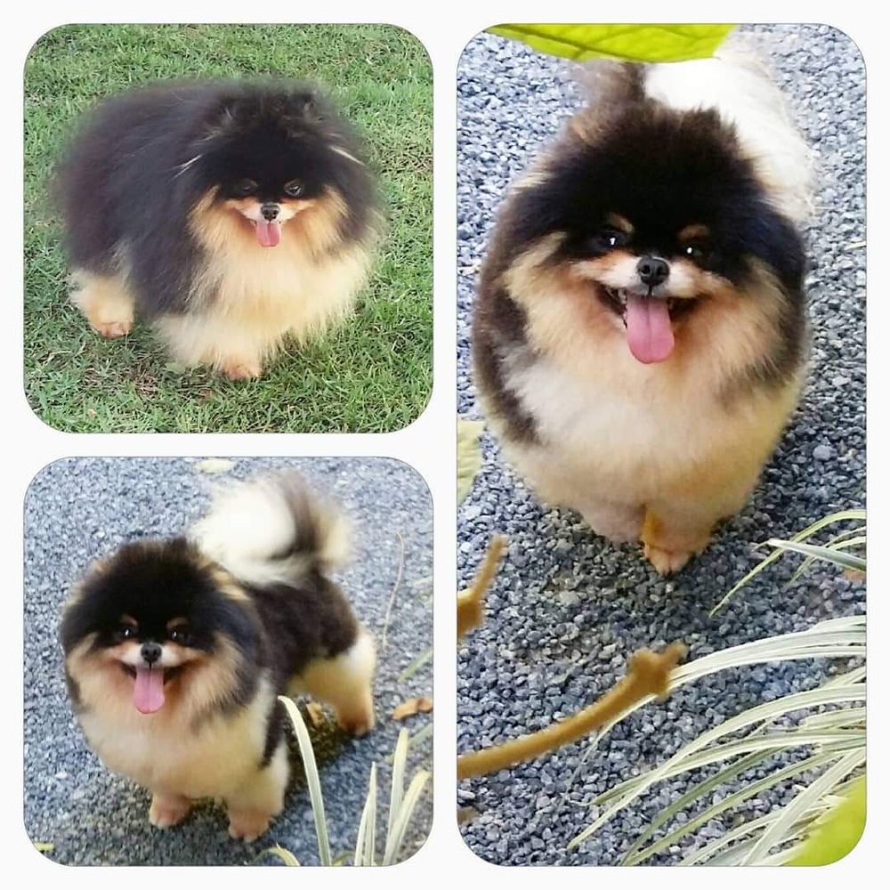 Striking Triple Krug | Pomeranian 