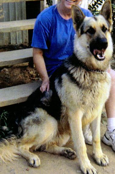 Dollie's Shep | German Shepherd Dog 